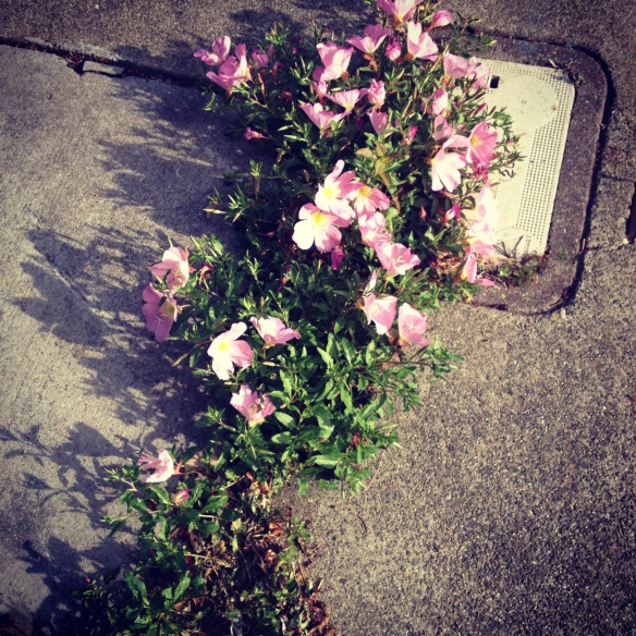 sidewalk flowers